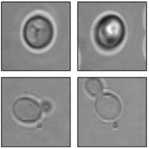 Monitoring Yeast Cell Growth Using Raman published in J. Raman Spectrosc.