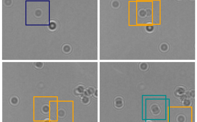 Microplankton life histories revealed by holographic microscopy and deep learning on ArXiv