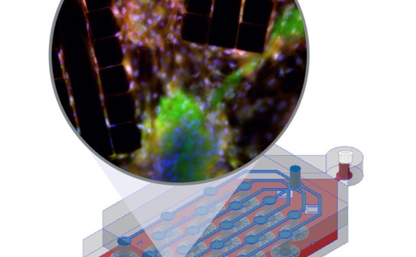 An in vivo mimetic liver-lobule-chip (LLoC) for stem cell maturation, and zonation of hepatocyte-like cells on chip published in Lab on a Chip