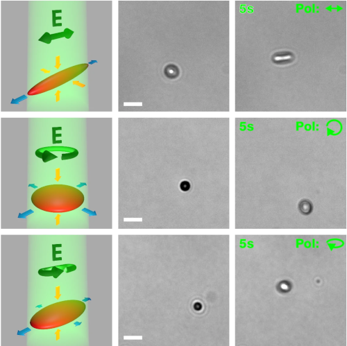 Directional flows using capillary assembly of photo-deformable colloidal particles at water-air interfaces published in Nature Communications